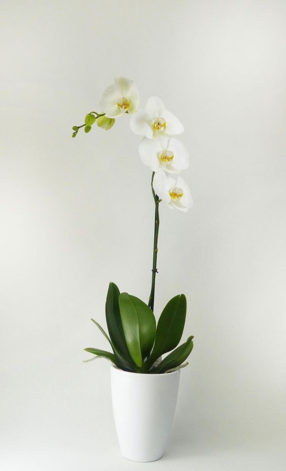 Orquídea Blanca