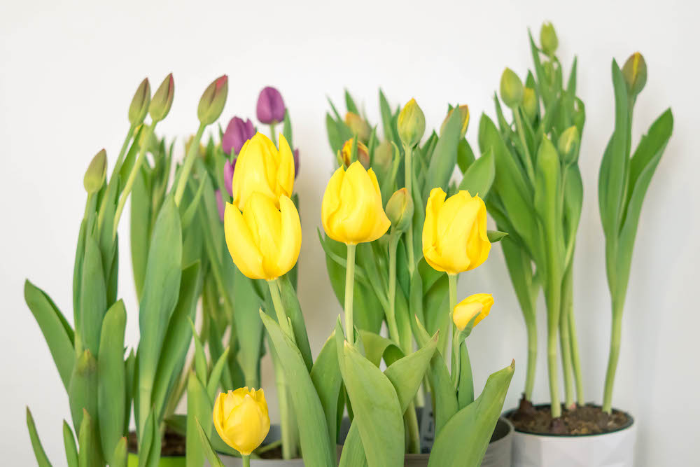 Planta Tulipán