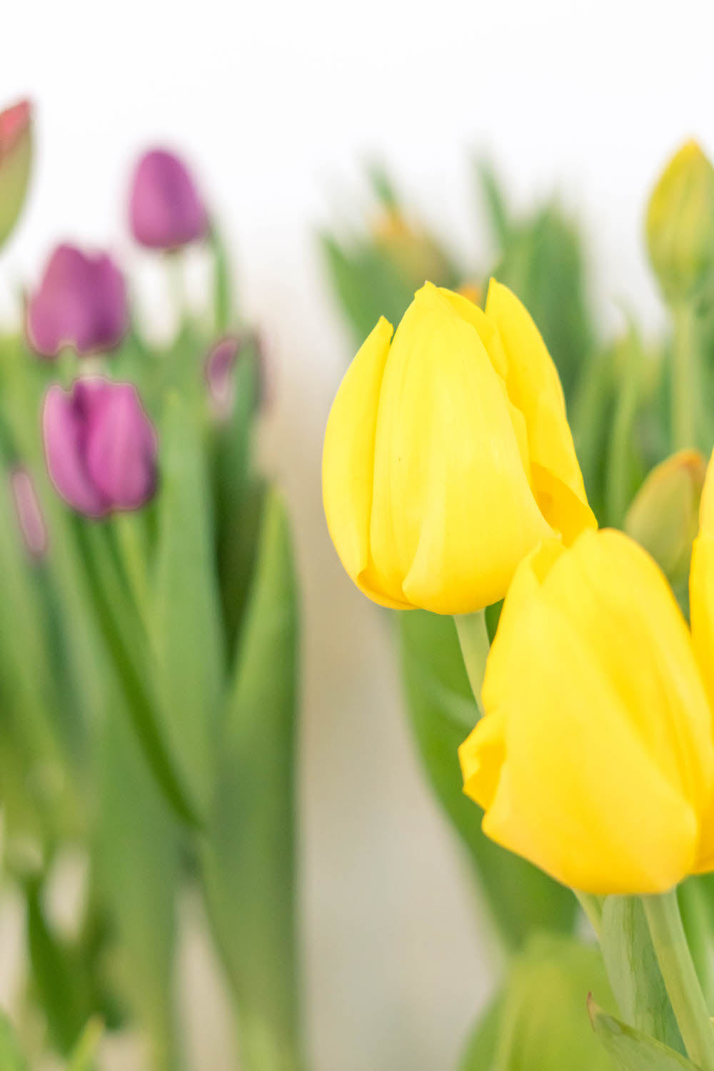 Planta Tulipán