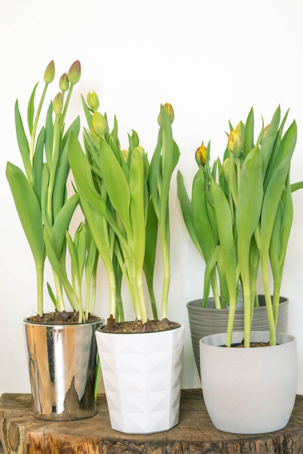 Planta Tulipán