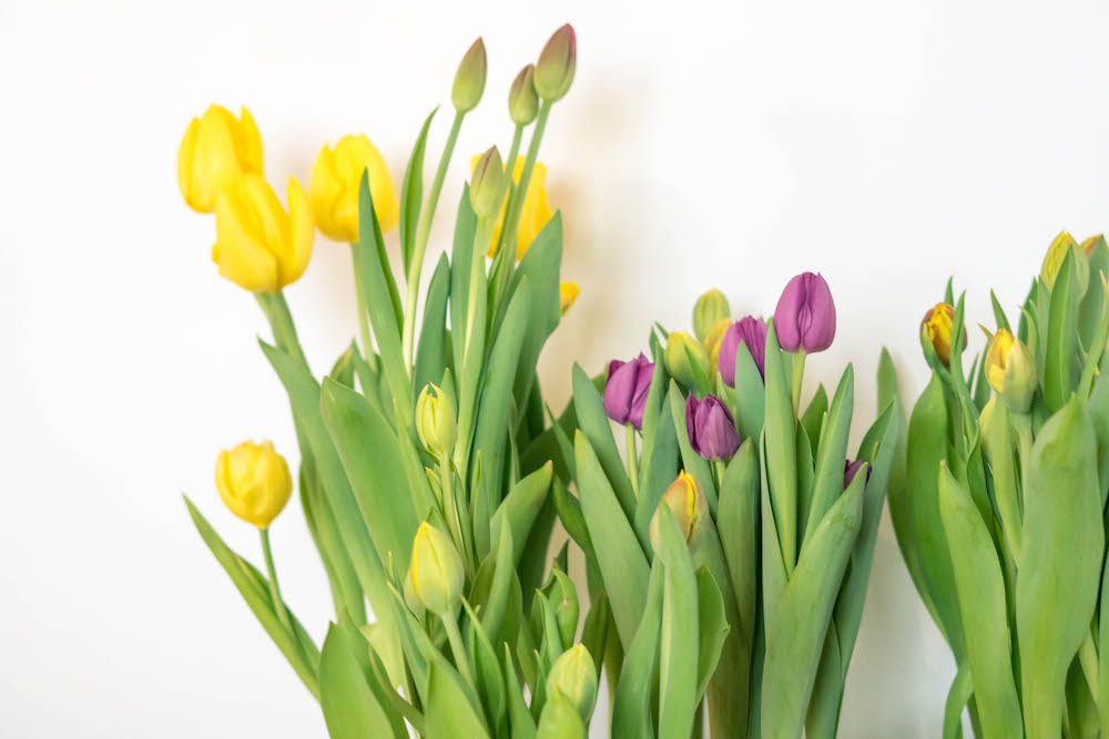 Planta Tulipán