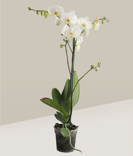 Orquídea Blanca